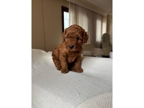 2 aylık toy poodle erkek son yavru