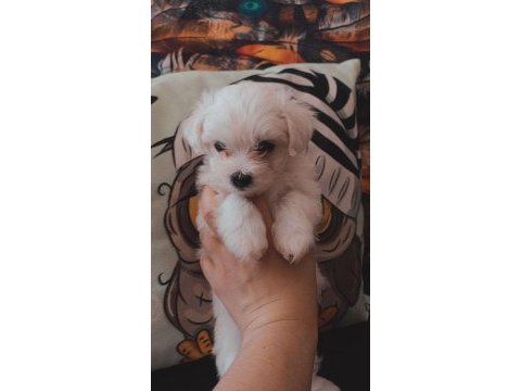 Yavru maltese terrier