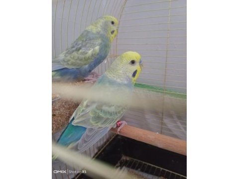 Rainbow çift muhabbet kuşu