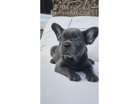Blue french bulldog yavruları