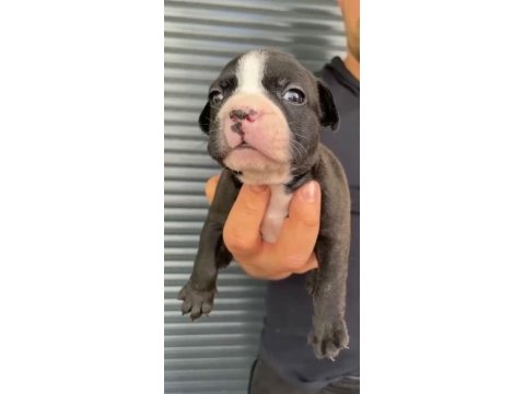 French bulldog yavrular , balıkesir / merkez