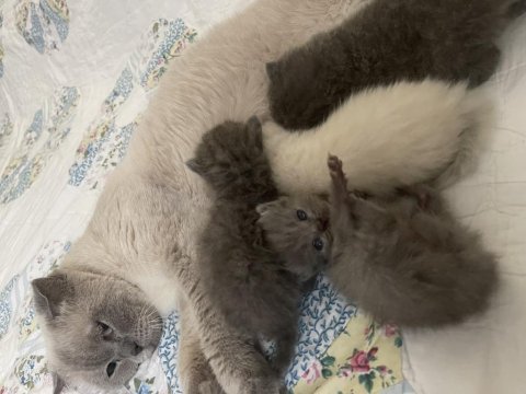 4 adet baldan tatlı yavrularımız yeni yuvasını arıyor