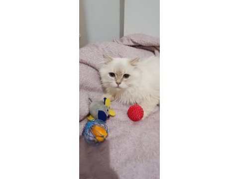 Orijinal ırk saf kan british longhair erkek