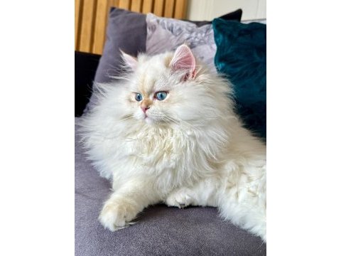 Saf kanlı aile şecereli british longhair