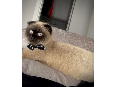 Kedim için dişi erkek arıyorum