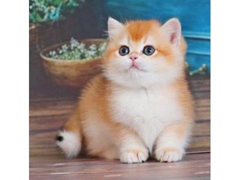 Portakal renginde golden british shorthair