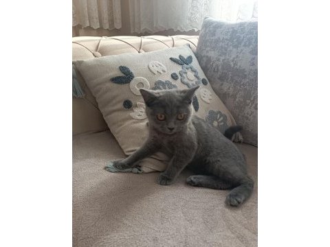 2 aylık dişi british shorthair