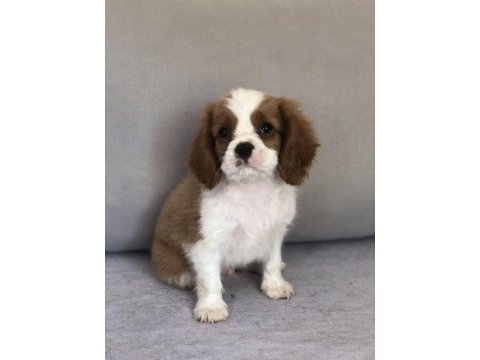Aile ortamından cavalier king charles bebekler