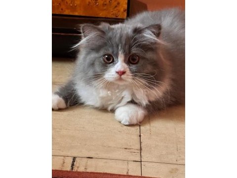Şecereli muhteşem renklere sahip british longhair