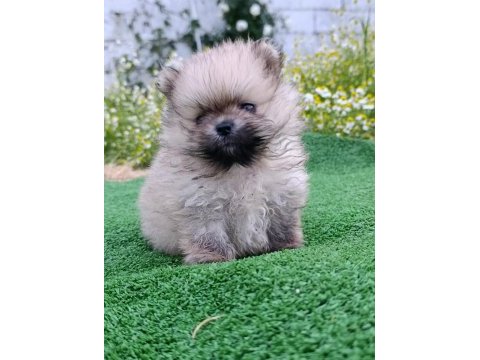 Pomeranian yavrumuz