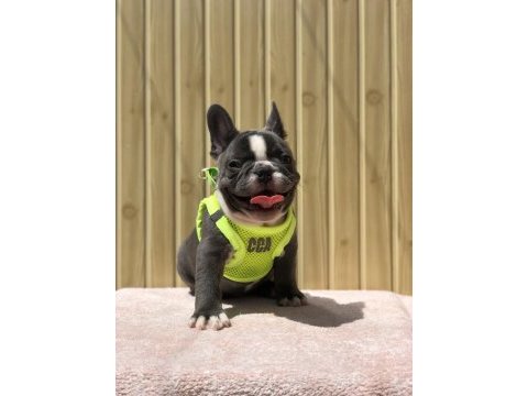 Egzotik french bulldog yavrular