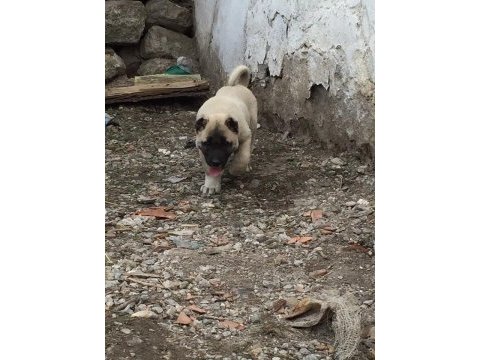 A kalite kangal yavrular detaylı bilgi için arayınız