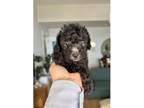 Silver toy poodle show seviye