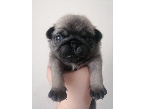 Pug yavrularımız ırk garantilidir