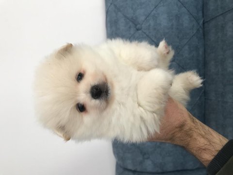 Her renk pomeranian köpeğimiz mevcut