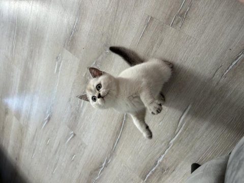 British shorthair ev ortamından