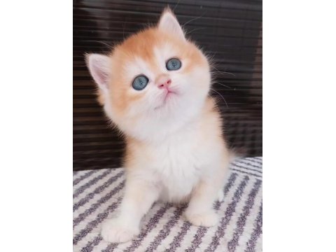 British shorthair by12 dişi