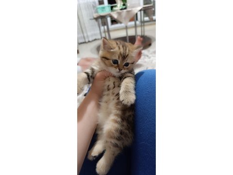 Uygun puanlı british golden tabby 50 günlük british longhair