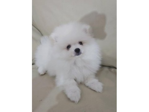 Beyaz pomeranian boo erkek 2,5 aylık