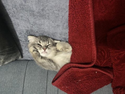 İki tane erkek yavru scottish fold
