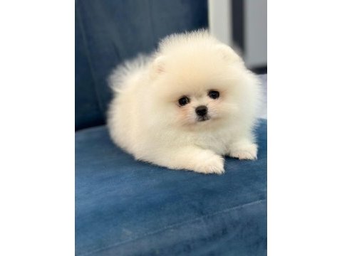 Sağlık ve ırk garantili teddy bear boo