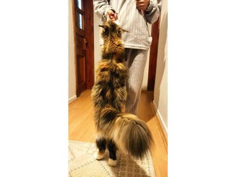 Üretim şecereli şecerisi şampiyonlarla dolu bir dişi maine