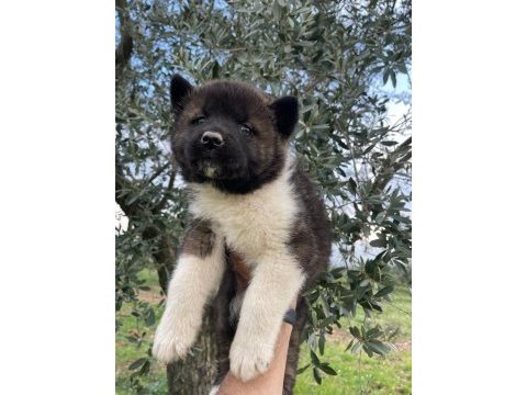 Muhteşem erkek akita bebek