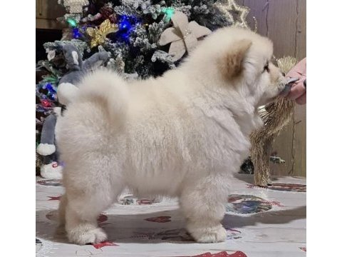 Şirin çin aslanı (chow chow) yavrularım
