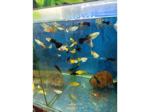 Lepistes moli kılıç neon tetra