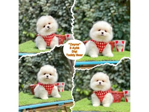 Pomeranian bebek dişi