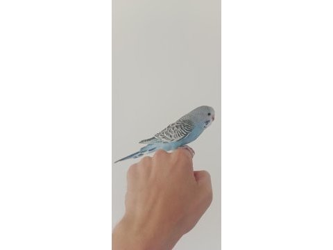 Yeme düşecek muhabbet kuşu
