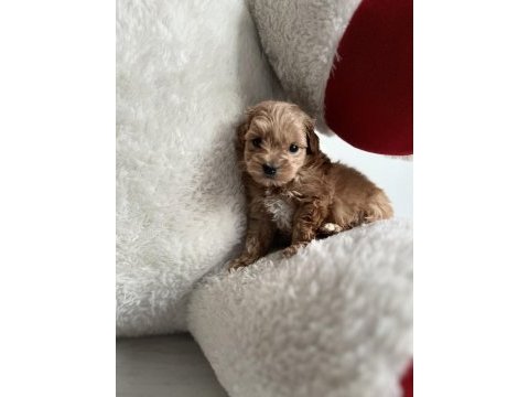 Teacup f1 maltipoo