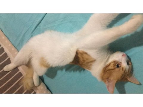 Sarman kedi ilanı