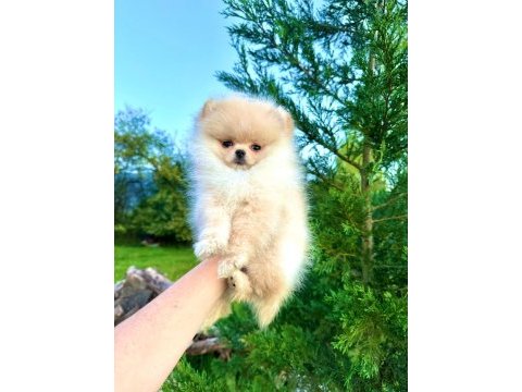 Teddy face pomeranian