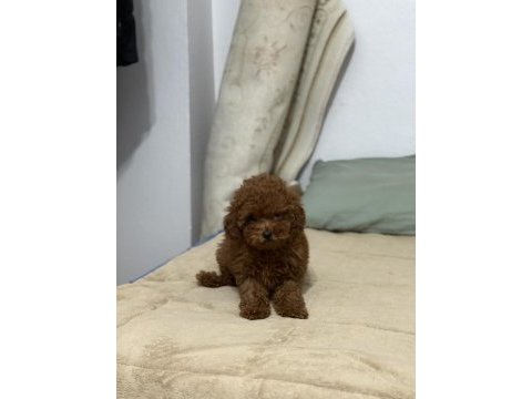 Anne 2700 baba 210 kg orjinal toy poodle kore kan