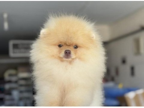 Pomeranian boo köpeği
