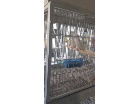 Albino litino takım sultan papağanı