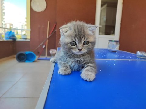 British longhair