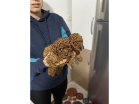 Mükemmel kalitede red ve dark redbrown poodle bebekler