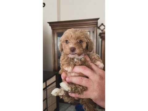 Kilo ve ırk garantili ticap maltipoo bebekler