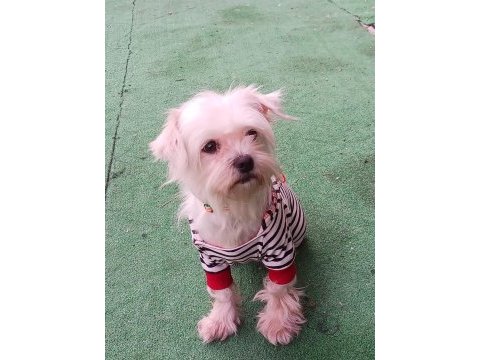 2 yaşında dişi maltipoo