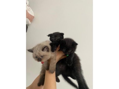 Adana/seyhan gürselpaşa scottish fold yavrular