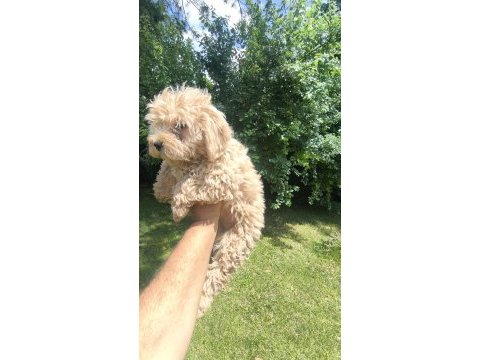 Maltipoo yavruları