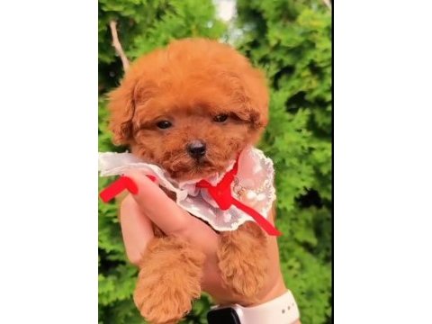 Kore poodle köpeği