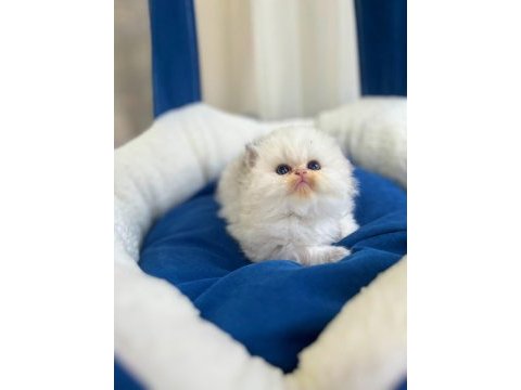 Showline british longhair bebeklerimiz