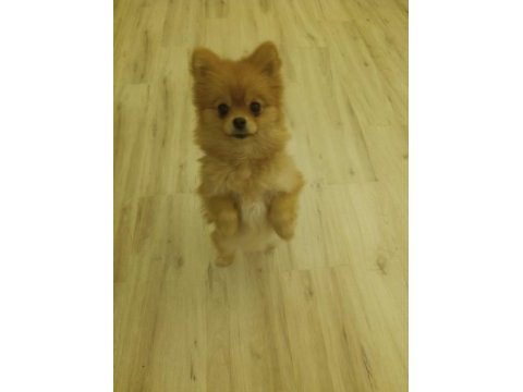 1 yaşında pomeranian kızımızı veriyoruz