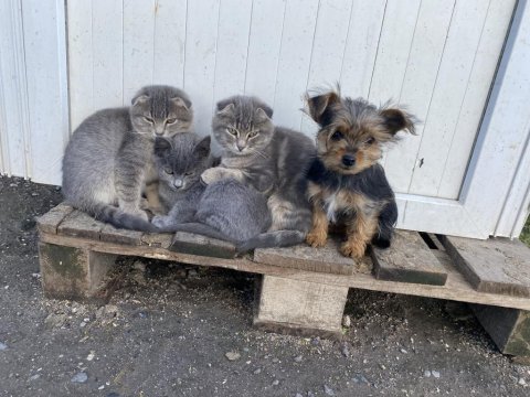 İpek sağlık garantili yorkshire terrier yavrular