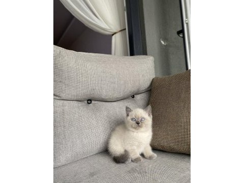 Irk ve sağlık garantili british shorthair yavrular 
