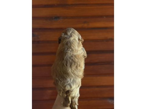 Tuvalet eğitimli maltipoo yavrusu