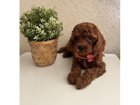 Safkan dişi erkek toy poodle yavrularım